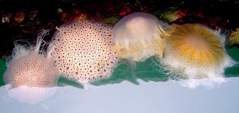 {short description of image}