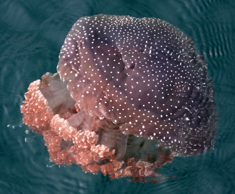 {short description of image}