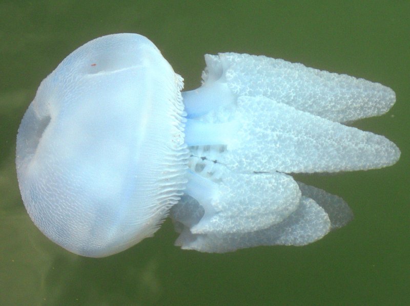 {short description of image}