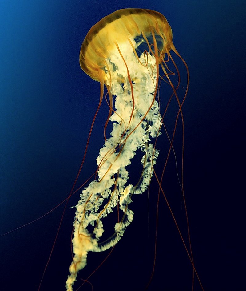 {short description of image}