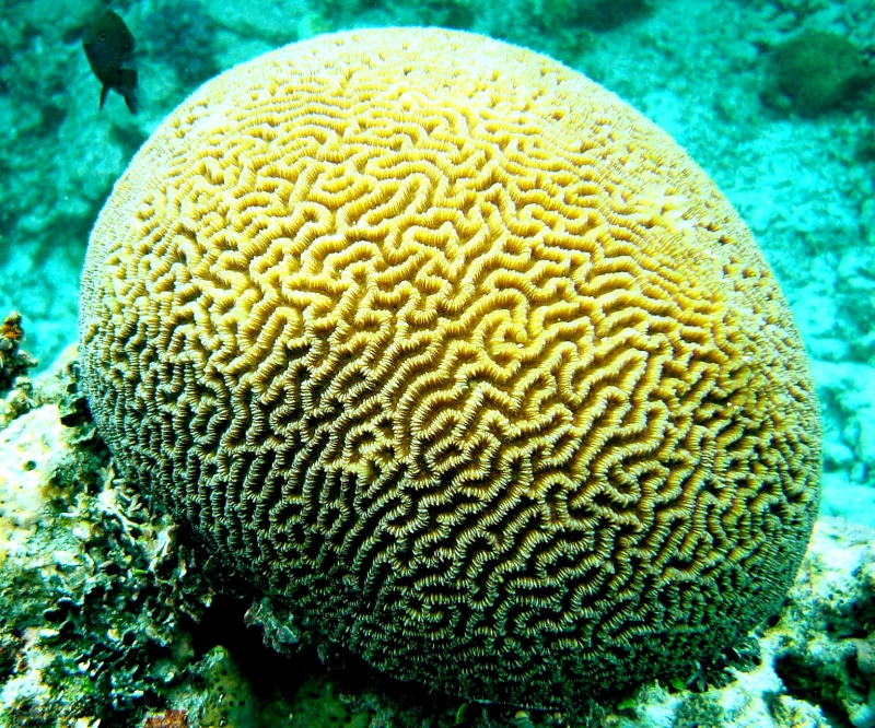 {short description of image}