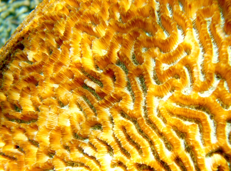 {short description of image}