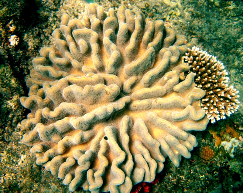 {short description of image}