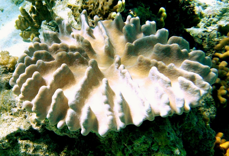 {short description of image}