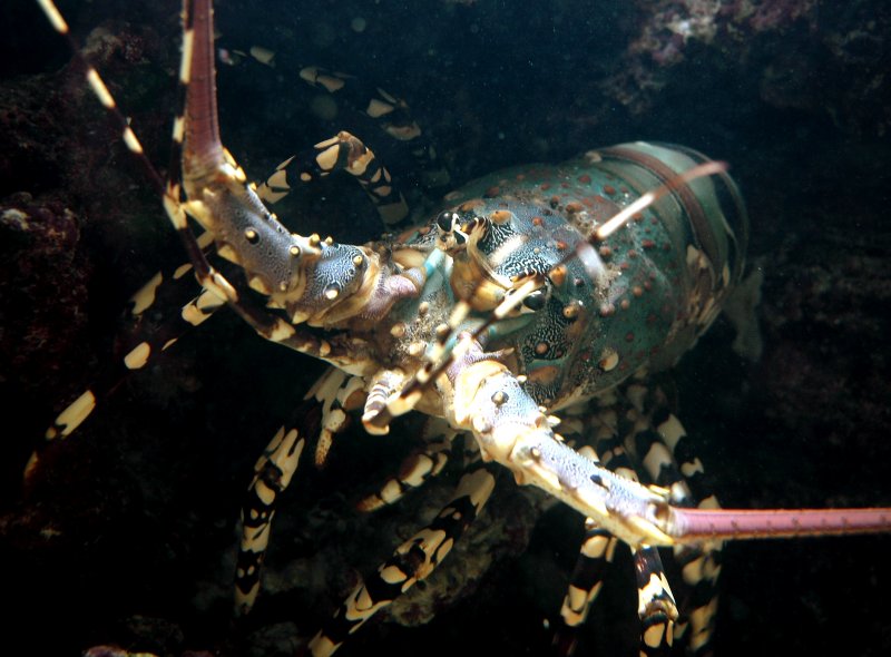 {short description of image}