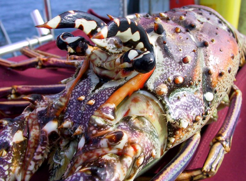 {short description of image}