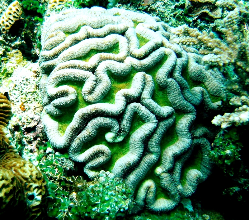 {short description of image}