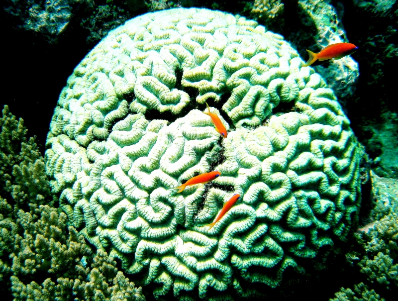 {short description of image}