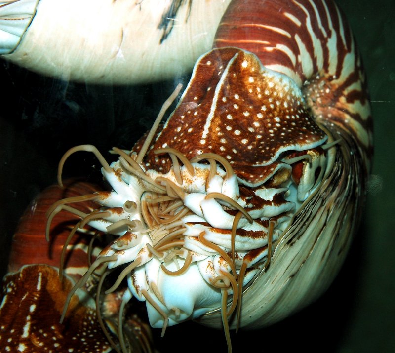 nautilus01.jpg