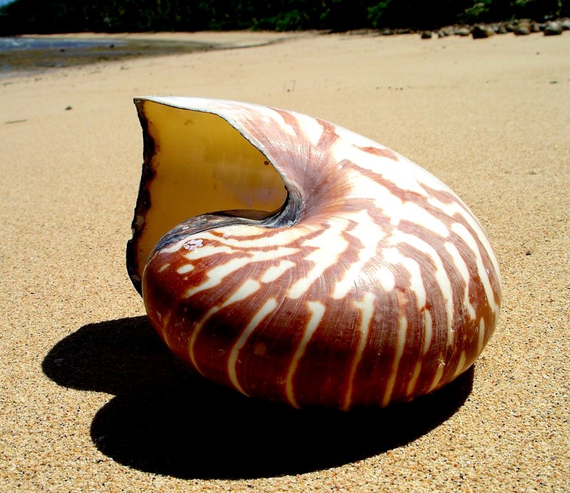 {short description of image}