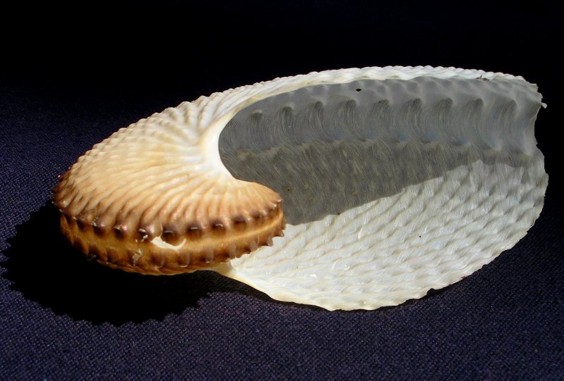 {short description of image}