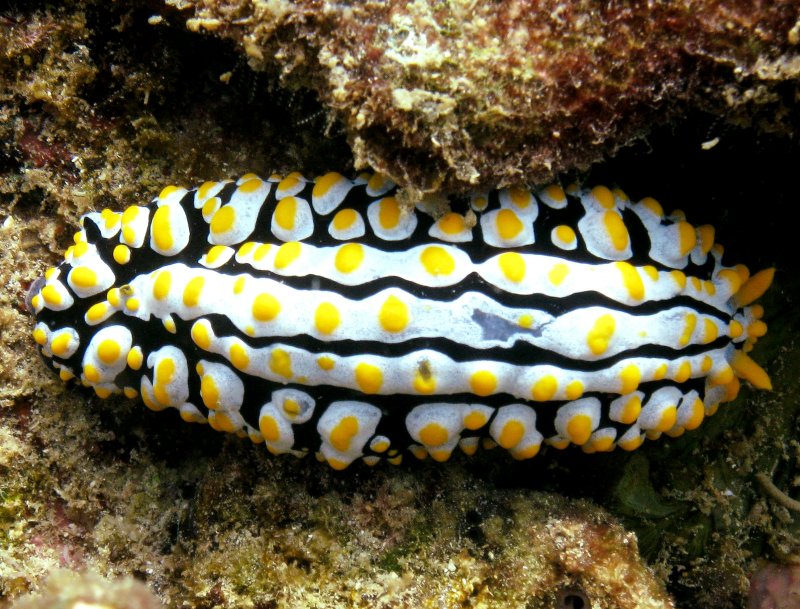 {short description of image}