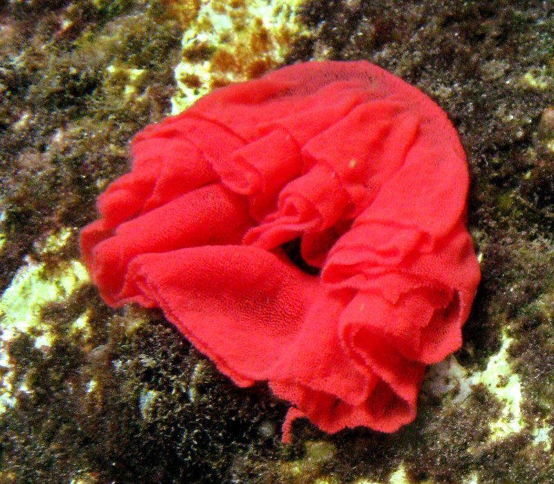 {short description of image}