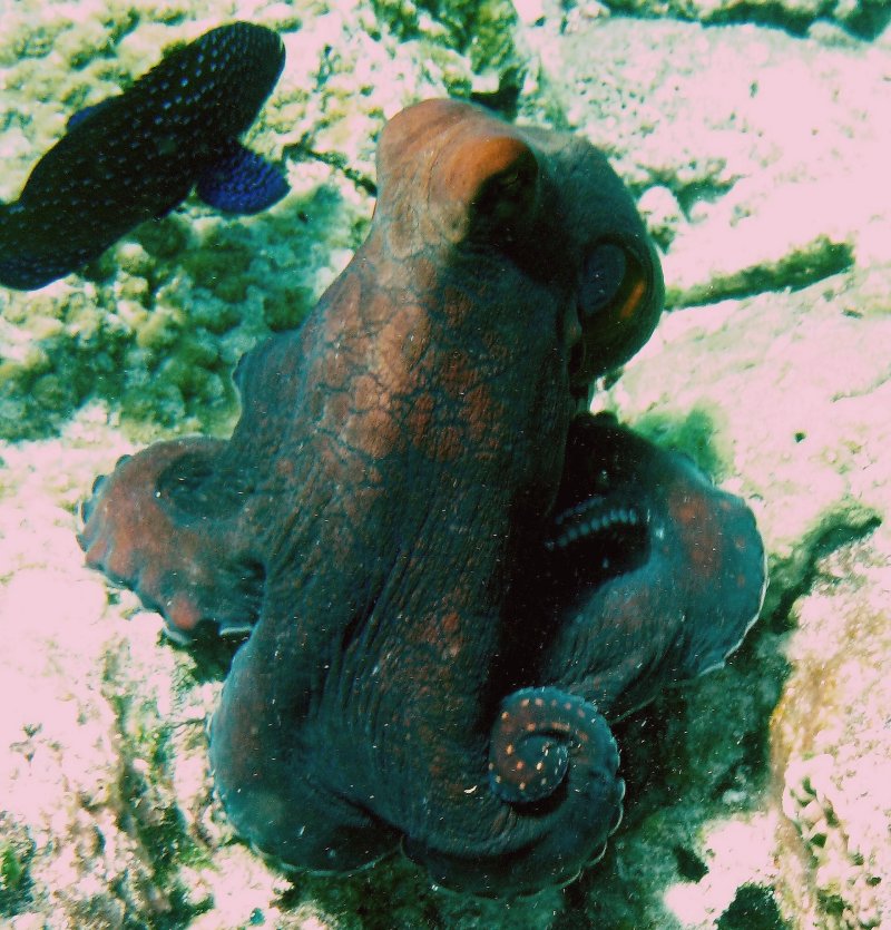 {short description of image}