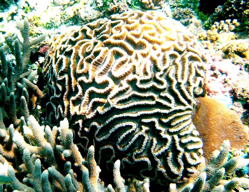 {short description of image}