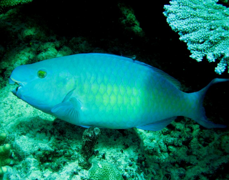 {short description of image}