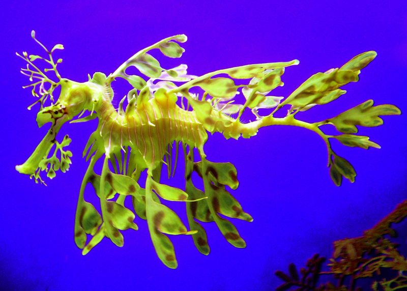 {short description of image}