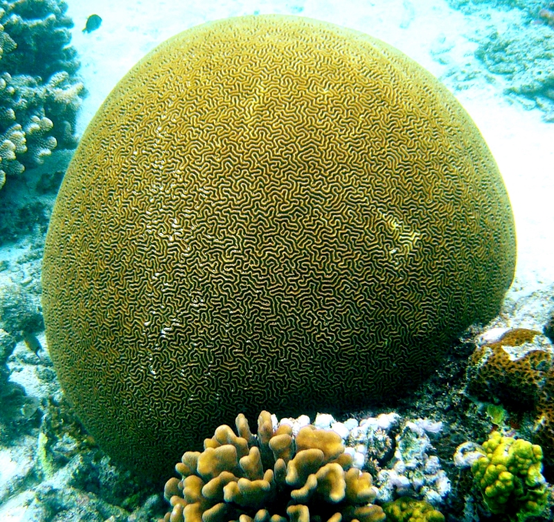 {short description of image}