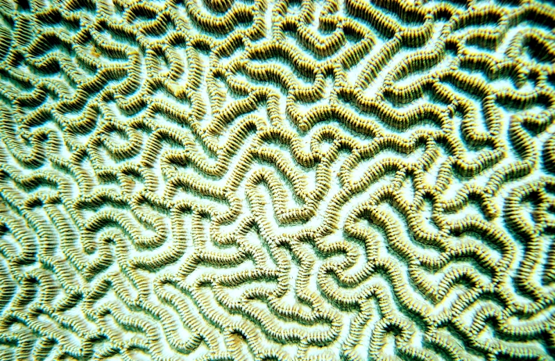 {short description of image}