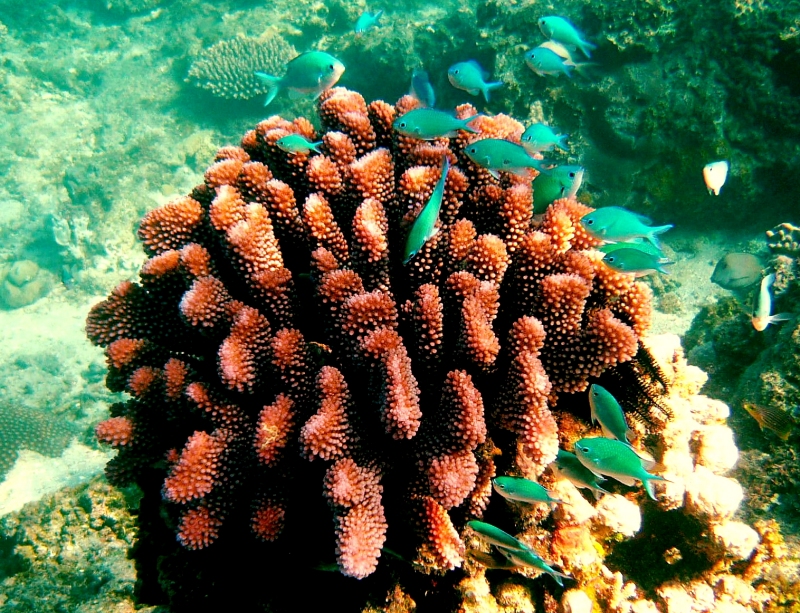 {short description of image}