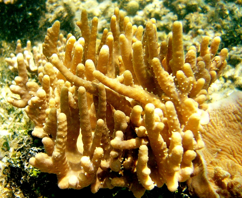 {short description of image}