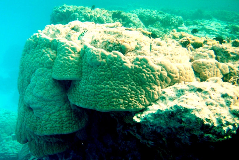 {short description of image}