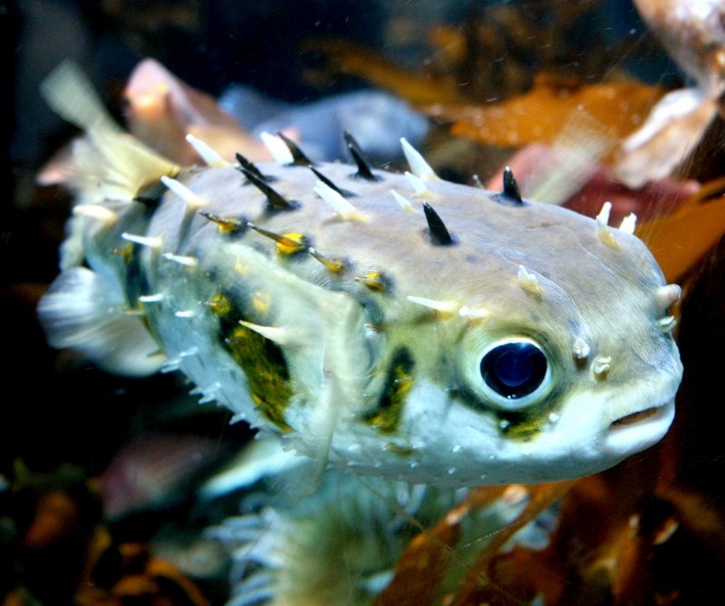 {short description of image}