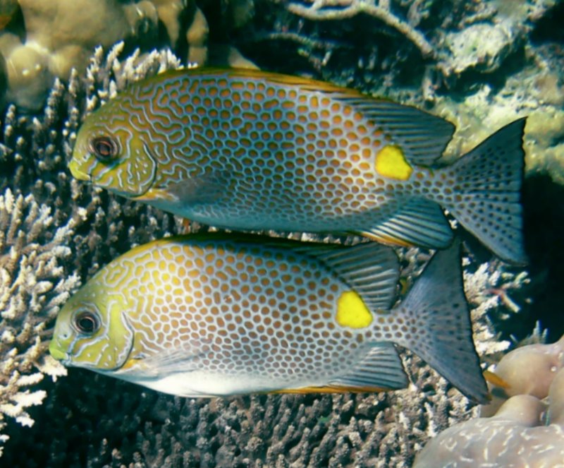 {short description of image}