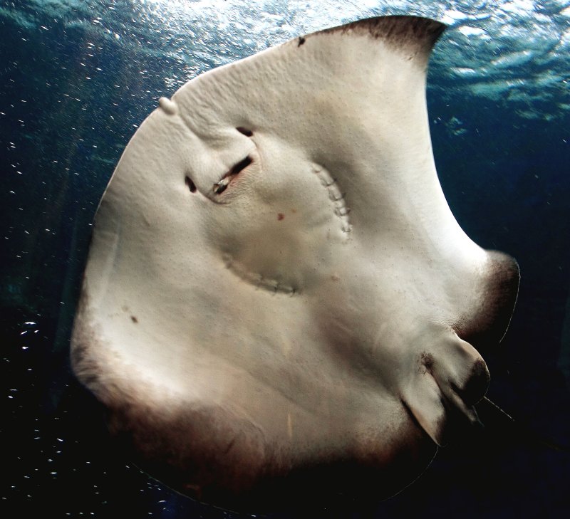 {short description of image}