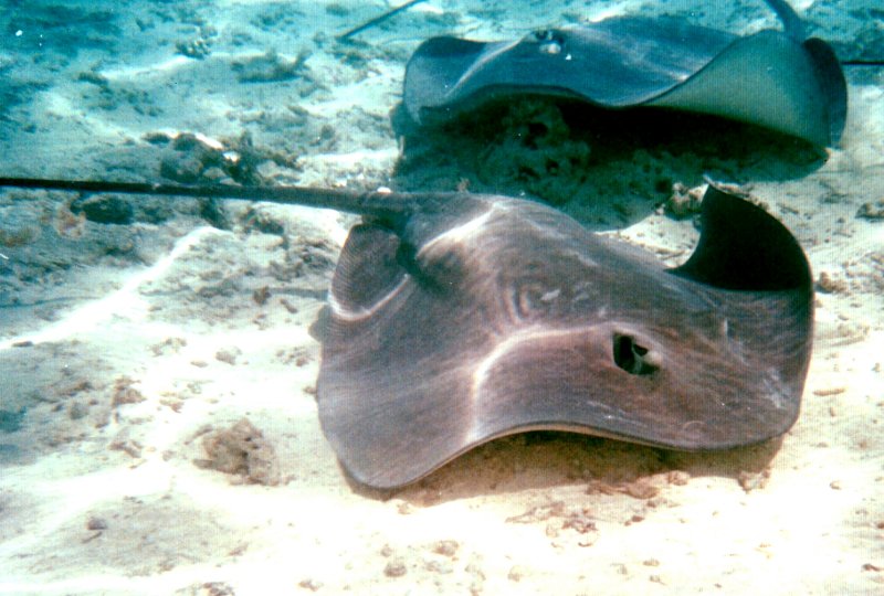 {short description of image}