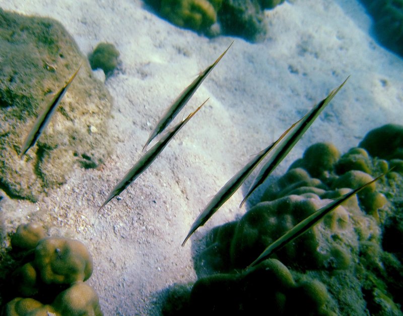 {short description of image}