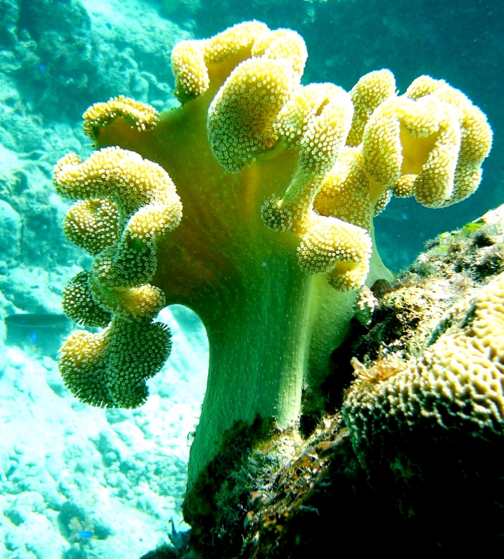 {short description of image}