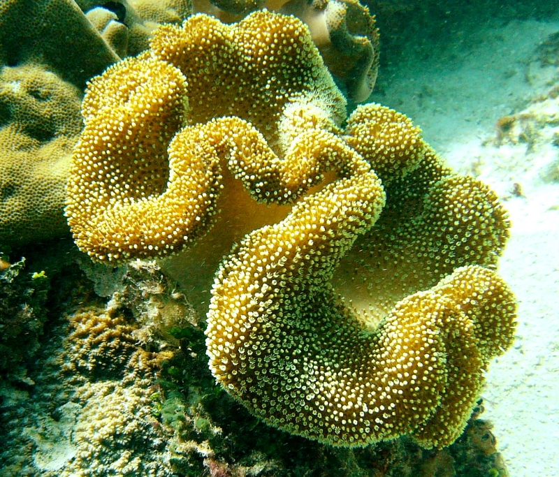 {short description of image}