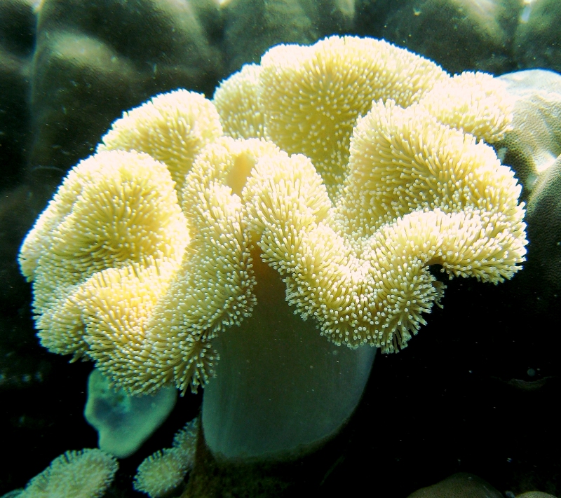 {short description of image}