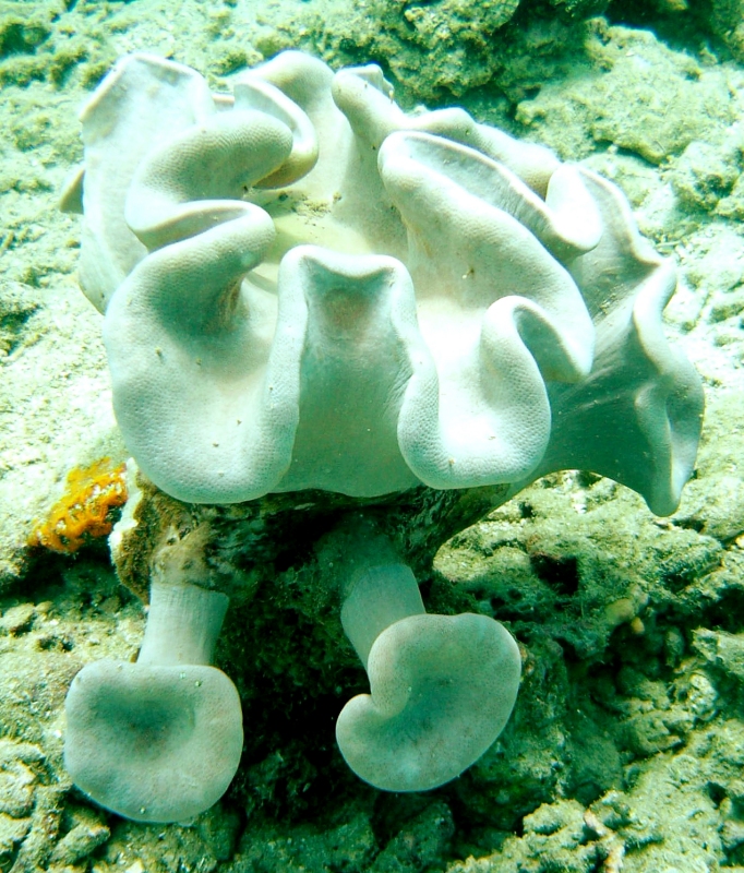 {short description of image}