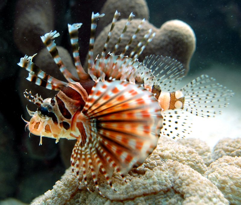 {short description of image}