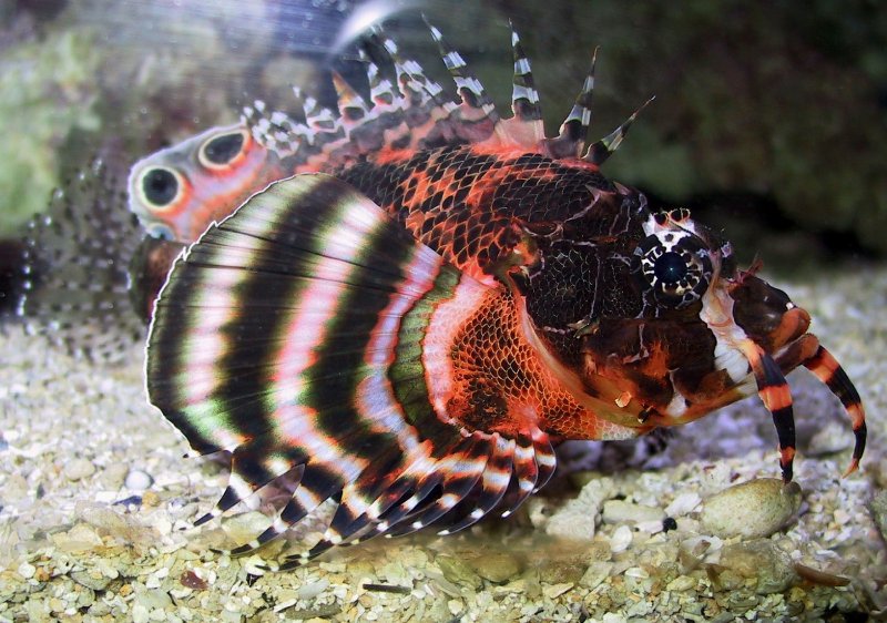 {short description of image}