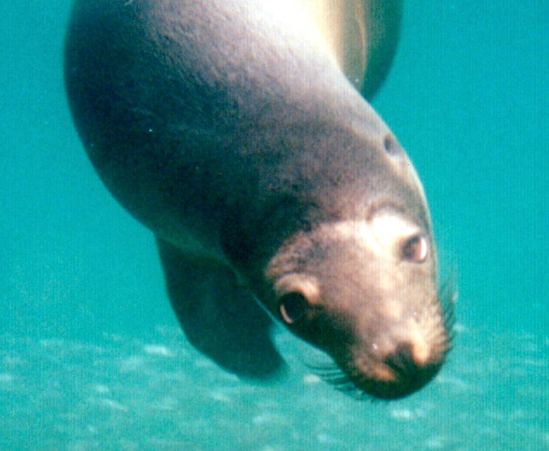 {short description of image}