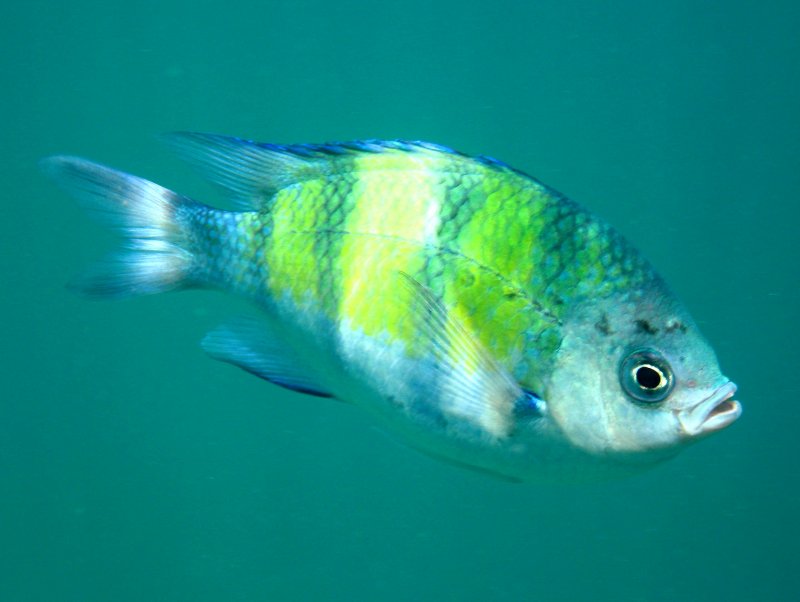 {short description of image}