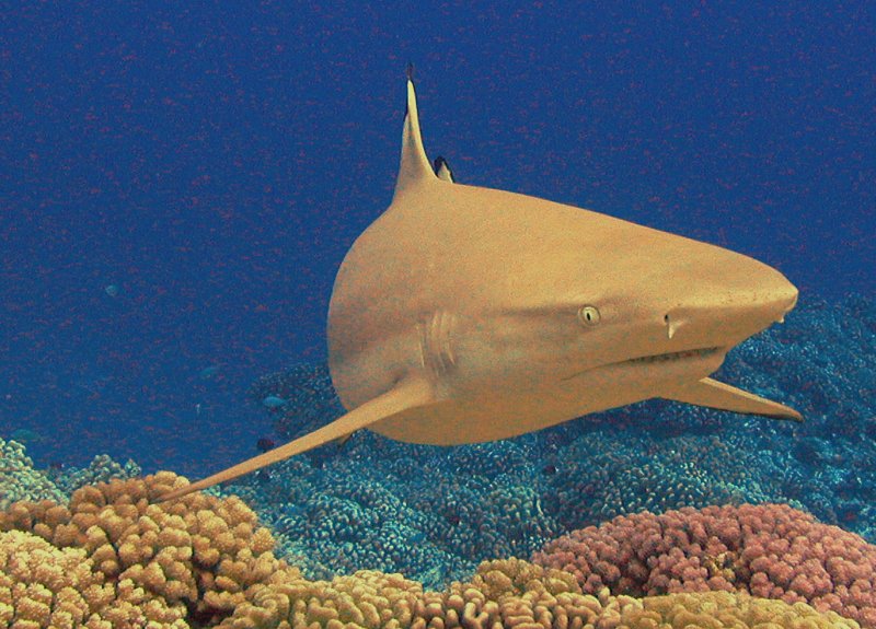 {short description of image}