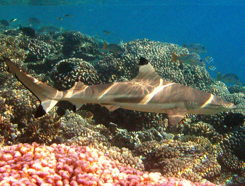 {short description of image}