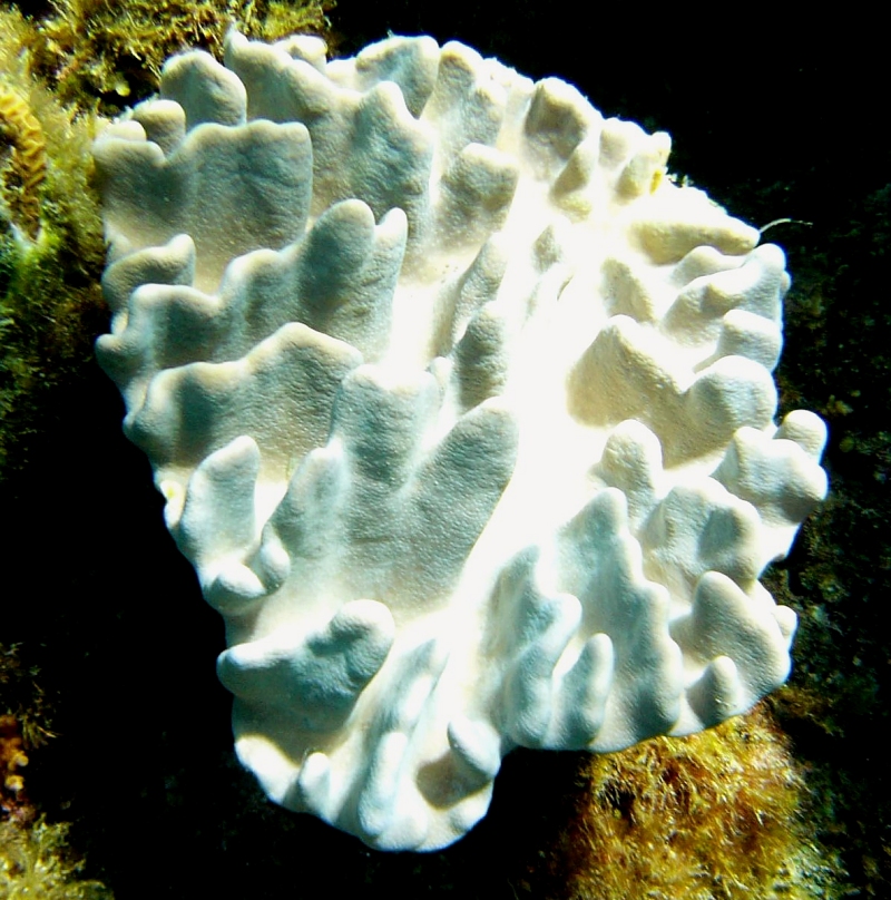 {short description of image}