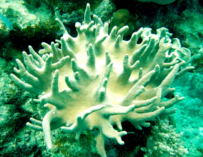 {short description of image}