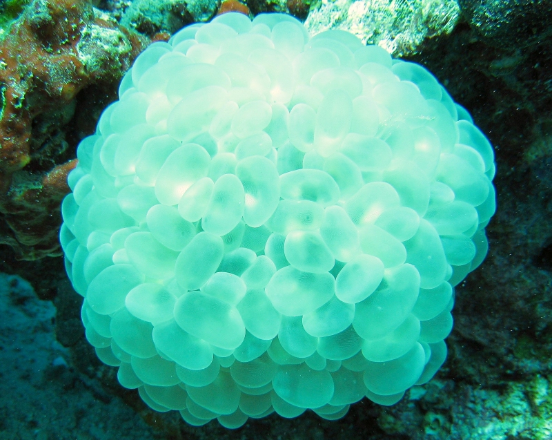 {short description of image}