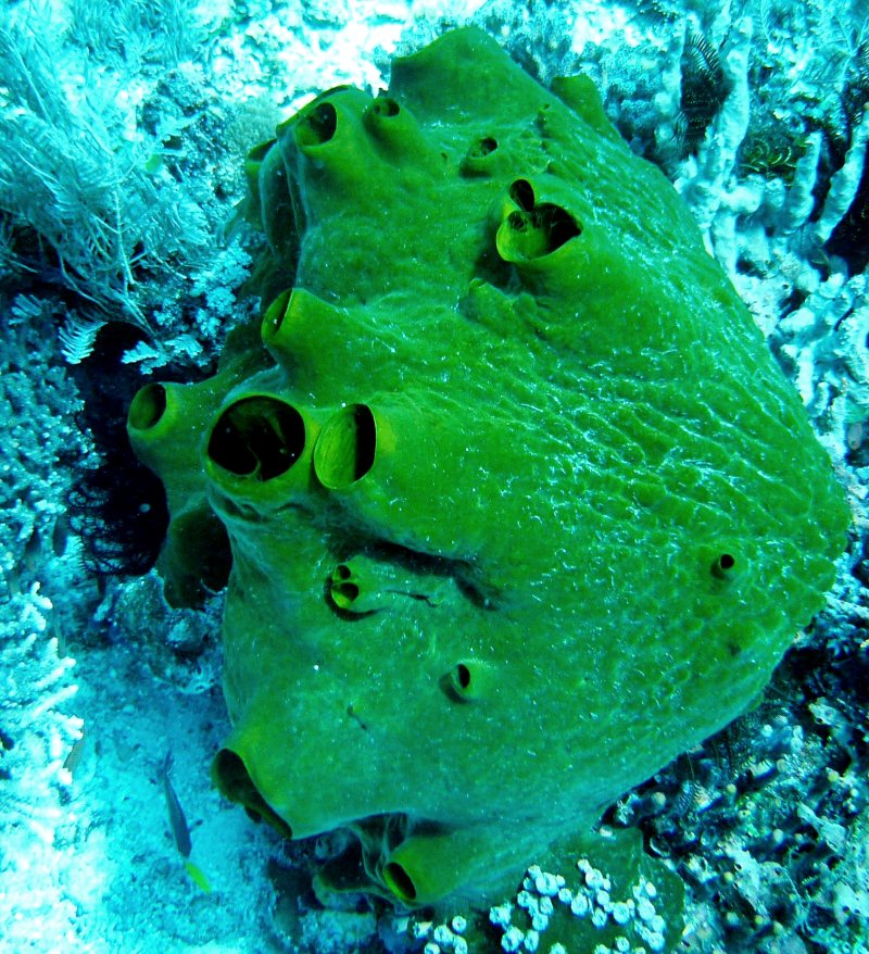 {short description of image}