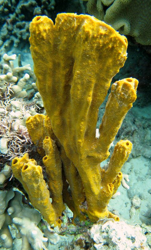 {short description of image}