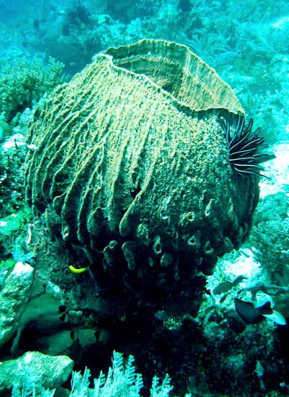 {short description of image}