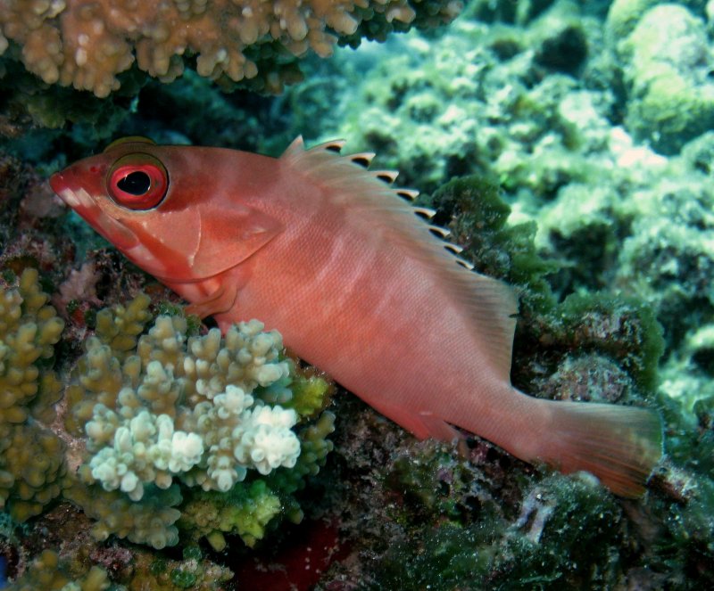 {short description of image}