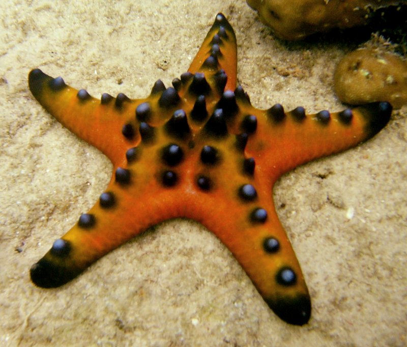 {short description of image}