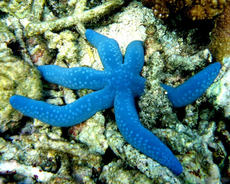 {short description of image}